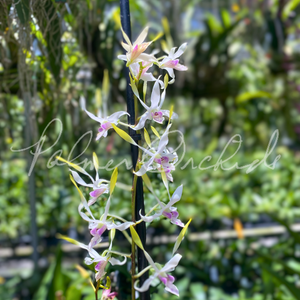 Den. Lowana Nioka — Palmer Orchids